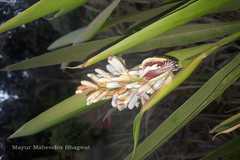 Alpinia galanga